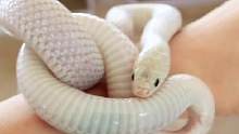 夏季限定白手镯，送女友当场感动哭=͟͟͞͞ʕ•̫͡•ʔ#爬宠 #奇妙的动物 #布鲁克王蛇 #宠物蛇 