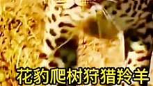 花豹爬树成功狩猎羚羊一只#动物世界 #精彩片段 #花豹 #羚羊 #万物皆有灵性 