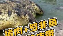猪肉+罗非鱼=你的皮带#鳄珍 