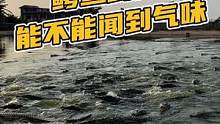 鳄鱼到底能不能闻到气味#鳄珍 