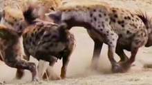 鬣狗群试图掏肛落单的母狮#动物世界 #狮子 #鬣狗 #精彩片段 #万物皆有灵性 