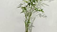 客厅养盆竹子吧，不仅好看好养，摆放家里泡茶桌上贼有格调#花卉绿植 #绿植 #养花