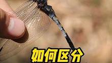#好样说虫子 如何区分，蜻和蜓和蟌？