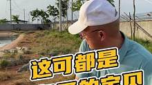 这可都是鳄鱼哥的宝贝#鳄珍