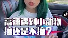 高速遇到小动物直接撞还是打方向避让？关键时刻千万别迷糊！#汽车 #车知识分享计划 #每天一个用车知识