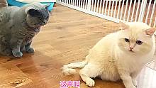 凶猛胖公猫尾随绝育后的帅公猫，被发现后两只猫的反应太意外了