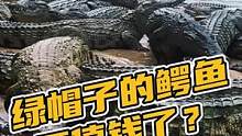 绿帽子的鳄鱼不值钱了？#鳄珍