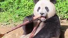 #神奇动物在抖音 @熊猫光年 永远都在吃的路上#万物皆有灵性