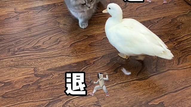 生活不易 鸭鸭叹气