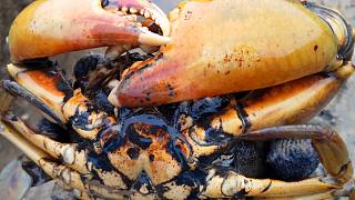 高温天气赶海，一只两斤大青蟹暴露在外，全身黑漆漆像个包公