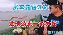 房车露营江边发现游来一条大蛇，果断拿网下水结果尴尬了