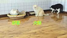 绝育公猫想找绝育母猫一起生活，母猫急了：你在医院没绝干净吗