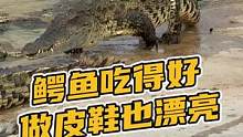 鳄鱼吃的好做皮鞋也漂亮#鳄珍 