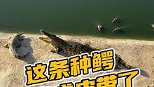 这条种鳄要变成皮带了#鳄珍