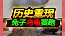 龟兔赛跑重现江湖，难道长腿兔子真的跑不过乌龟嘛，历史的见证者 #原来兔子真的跑不过乌龟 #奇异动物召