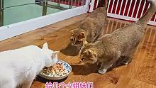主人给母猫们吃夜宵增肥，快去新家的小帅猫太无聊，大半夜踢球玩