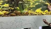 这就是玩鱼的最高境界！把你喜欢的大自然搬回家。#水族 #观赏鱼 #养鱼 #鱼缸里的大自然 #原生缸