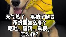 #小金毛 天气热了，毛孩子肠胃不舒服怎么办？
