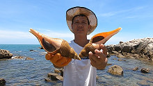 阿平赶海收获了两个漂亮的海螺，还抓了到了海鳝和乌贼鱼