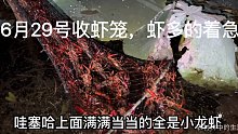 最近几天荷塘有点缺氧，虾笼里小龙虾要爆笼，让人着急