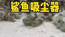 鲨鱼吸尘器 #海洋生物 #鲨鱼 #奇异动物召集令 #frank的私人水族馆