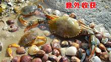 阿聪去海边挖蛤蜊，意外发现一群青蟹出没，这简直是发财的节奏
