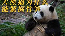 大熊猫为什么能紧握竹笋？