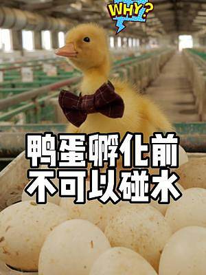 鴨蛋遇到水很容易變質，臟了就用干布輕輕地擦干凈就好了~#孵化 #星河知識計劃 #智慧生活星 #璀璨科