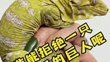 谁能拒绝一只肉乎乎的大巨人呢#爬宠 #养爬姑娘 #巨人守宫 #蜥蜴 #异宠