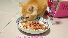 最后一只小猫马上去新家，吃最后一顿大餐，航空箱在身后，保重！