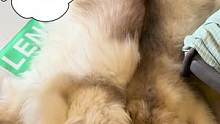 #阿拉斯加 你俩能不能消停一点 一天天的……就知道打架……#萌宠日常记录 #养狗的乐趣