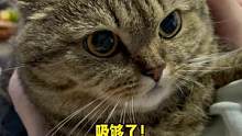 这个小猫咪我已经吃腻了！谁要谁拿走！#阿飞和巴弟#猫条#萌宠出道计划