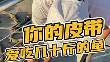 你的皮带爱吃几十斤的鱼#鳄珍