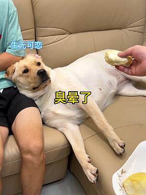 狗子：都說了這榴蓮我不吃，我表現(xiàn)得還不明顯嗎？#動物圖鑒 