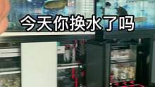 一直被模仿，从未被超越！专业换水20年。#水族 #观赏鱼 #养鱼 #养鱼人 #养鱼日记
