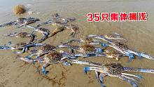 天气太热，海边搁浅35只100元一斤的兰花蟹，这简直是发财的节奏