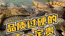 品质过硬的不一定贵#鳄珍