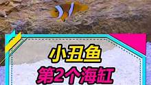 我的第2个海水缸，大家觉得还能养点什么进去？#小丑鱼 #海水鱼  #奇异动物召集令  