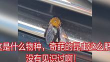 这是什么物种，奇葩的昆虫这么肥，没有见识过啊！