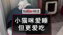 当小奶猫仰天长睡时，什么食物“关键词”能让熟睡中的修猫咪瞬间醒来呢？#萌宠 #宠物 #猫 