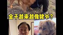 姥爷家的狗，吃喝不愁全都有，还有好多女朋狗#金毛 #萌宠日常记录 #铲屎官的乐趣