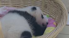 晚上刷到这个视频的，都能像熊猫宝宝一样做上一场甜甜的美梦！