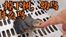 捡一只失足幼鸟，抓小鱼喂养，是什么鸟
