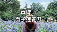 #创作灵感 最治愈人心的便是世间的花花草草，不辜负身边的每一场花开，都江堰青城山迎宾大道的百子莲盛开