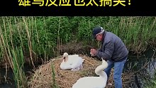 大爷不讲武德直接敲破了一个鸟蛋，鸟妈妈蒙圈了，雄鸟反应太搞笑