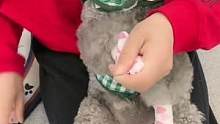 有了这个自粘胶带，溜溜回来再也不用给毛孩洗脚擦脚了！#家有萌宠 
#泰迪