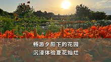 畅游夕阳下的花园 沉浸体验夏花灿烂