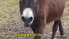 网友家的毛驴行为突然异常，主人怎么都找不到原因。