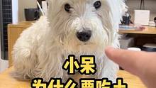 小呆为什么老吃土啊？你们家的狗都这样吗？#萌宠 #狗狗 #西高地 #WoWo