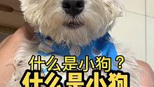 原来这就是小狗啊！#西高地 #萌宠 #狗狗 #宠物